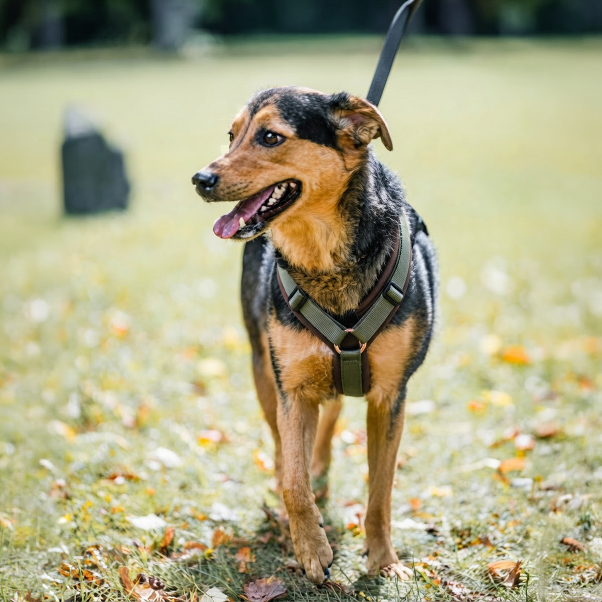 Hundegeschirr Y-Geschirr 2.0