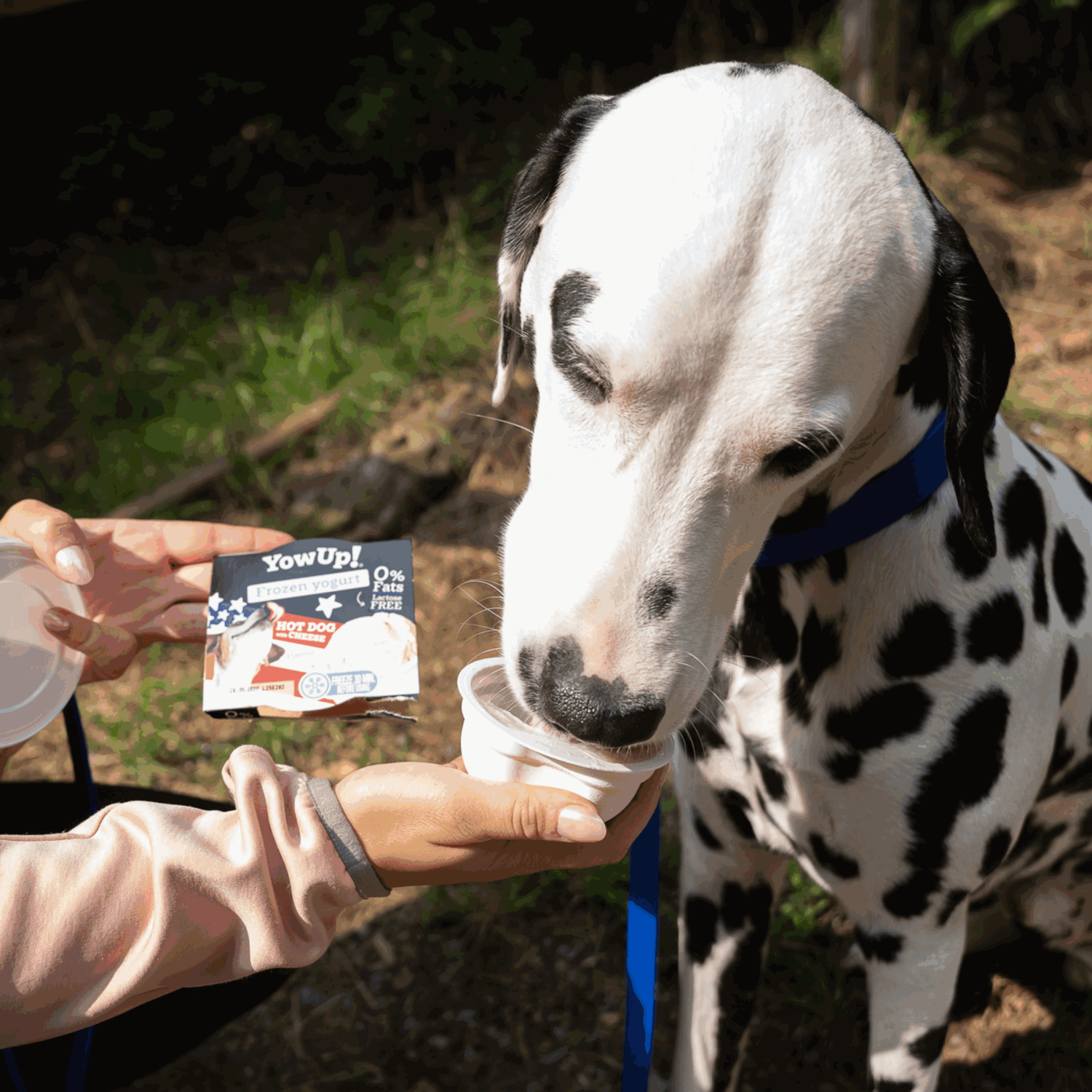 YowUp! Hunde-Frozen Yogurt 110g (Box 12 Stück)