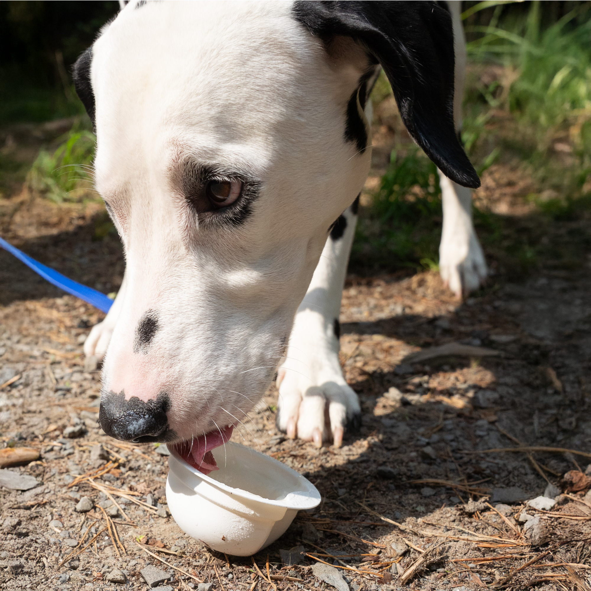 YowUp! Hunde-Frozen Yogurt 110g (Box 12 Stück)